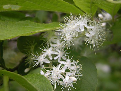 サワフタギ 沢蓋木 の特徴 山野草を育てる