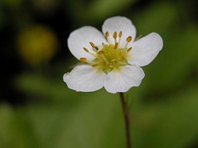 シロバナノヘビイチゴ 白花の蛇苺 とノウゴウイチゴ 能郷苺 の比較 山野草を育てる