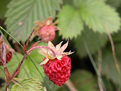 シロバナノヘビイチゴ 白花の蛇苺 とノウゴウイチゴ 能郷苺 の比較 山野草を育てる