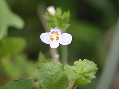 ムラサキサキゴケ 紫鷺苔 とトキワハゼ 常盤はぜ の比較 山野草を育てる