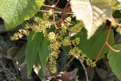 ノブドウ 野葡萄 の育て方 ヤマブドウ 山葡萄 ヤブガラシ 藪枯らし 山野草を育てる