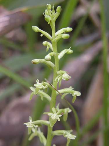 トンボソウ 蜻草 山野草を育てる