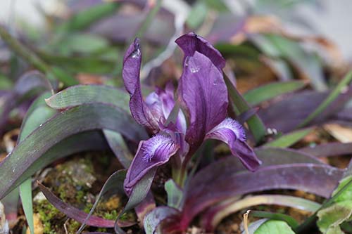 ケイビアヤメ 鶏尾菖蒲 の育て方 山野草を育てる