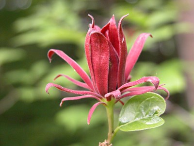 クロバナロウバイ 黒花蝋梅 山野草を育てる