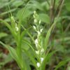 ササバギンラン（笹葉銀蘭）