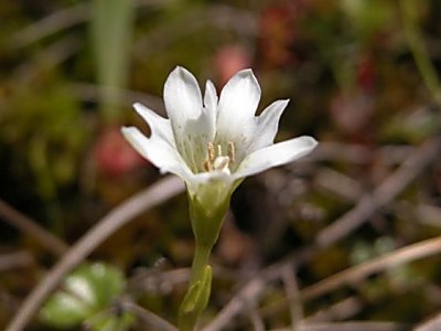 シロバナタテヤマリンドウ（白花立山竜胆）