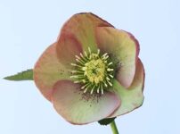 山野草を育てる