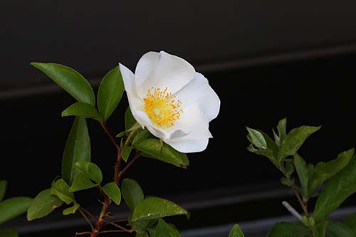 ナニワイバラ 浪花茨 の育て方 山野草を育てる