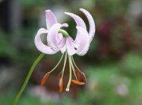 リリウム・ランコンゲンセ