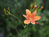 ダルマヒオウギ