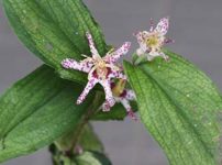 斑入りヤマジノホトトギス