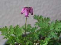 ハナケマンソウ