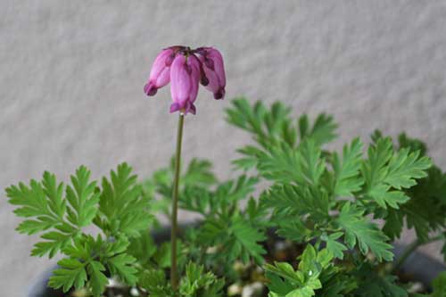 Dicentra formosa