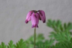 Dicentra formosa