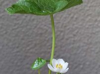 アメリカハッカクレン