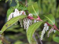 セイヨウイワナンテン