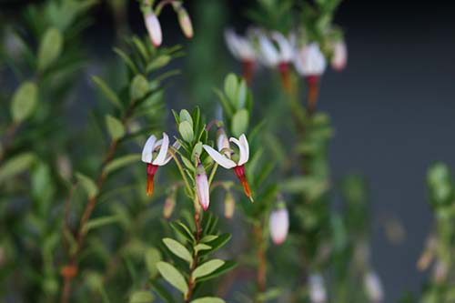 クランベリー オオミノツルコケモモ の育て方 山野草を育てる