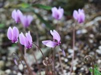 シモバシラ 霜柱 の育て方 山野草を育てる シモバシラ 霜柱 の育て方 山野草を育てる