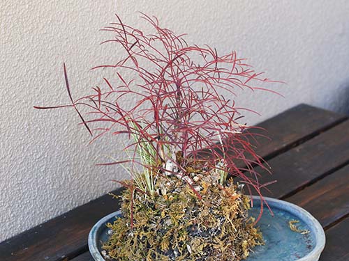 錦糸ナンテン(清姫)