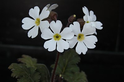 サクラソウ科 世界のプリムラの花 山野草を育てる