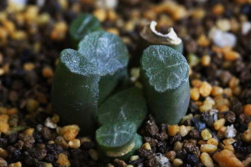 多肉植物 ハオルチア 万象 バンショウ の育て方 山野草を育てる