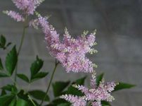 ササユリ 笹百合 の育て方 山野草を育てる ササユリ 笹百合 の育て方 山野草を育てる