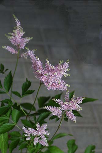 アスチルベ Astilbe の育て方 山野草を育てる