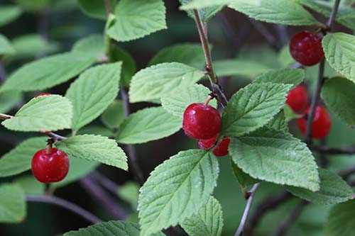 ユスラウメ 梅桃 の育て方 山野草を育てる