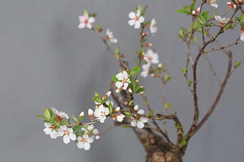 ユスラウメ 梅桃 の育て方 山野草を育てる