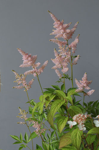 Astilbe