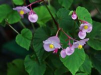 すべての花の画像 ユニーク秋の雑草 図鑑