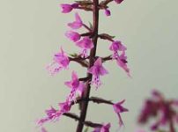 秋の花 秋の山野草のブログ記事 秋の花 秋の山野草のブログ記事