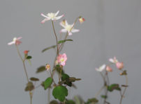 キバナセツブンソウ 黄花節分草 の育て方 山野草を育てる キバナセツブンソウ 黄花節分草 の育て方 山野草を育てる