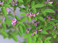 ベニクロバナキハギ（紅黒花木萩）