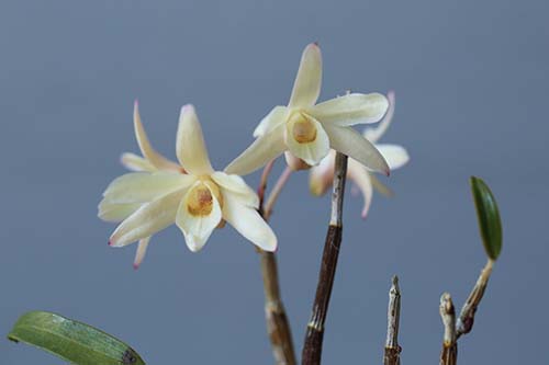 セッコク 石斛 の育て方２ 種類と花 山野草を育てる