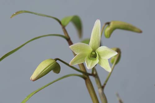 セッコク 石斛 の育て方２ 種類と花 山野草を育てる