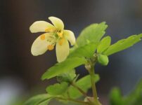 サンインシロカネソウ