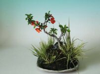 草物盆栽 寄せ植え 山野草を育てる 草物盆栽 寄せ植え 山野草を育てる