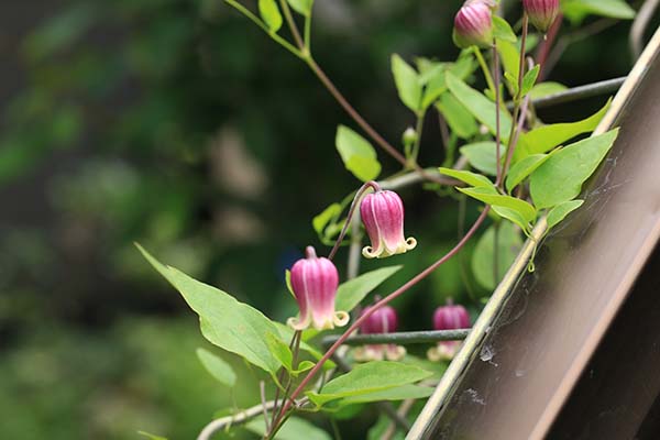 クレマチス ヴィオルナ Clematis Viorna の育て方 山野草を育てる