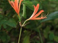 山野草を育てる