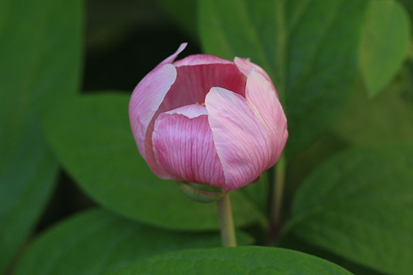 ベニバナヤマシャクヤク（紅花山芍薬）の育て方 - 山野草を育てる